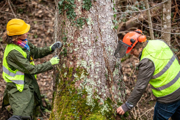 Best Tree Disease Treatment  in Garden City, NY